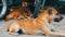 Two lonely dogs lie on street near a car in Thailand