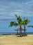 Two lonely palm trees on the beach