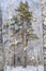 Two lonely pines in a snowy birch forest in winter