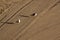 Two lonely seagulls on cleaned by a tractor sand on the Mediterr