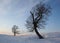 Two lonely standing lime trees