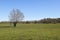 Two lonely trees in the field separated.