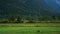 Two lonely white birch trees in a sea of green in Bavaria, Germany