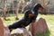 Two long pedigree dogs German shorthaired Dachshund put the paws