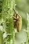 Two long snout weevil beetles mating. Macro, on green stem