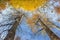 Two long trees with yellowed leaves in forest at autumn landscape. Blue sky and look up view