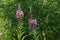 Two long wild green plants with small red flowers