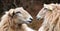 Two long wool sheep facing and watching at each other