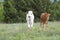 Two longhorn calves