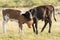 Two longhorn calves play fighting