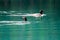 Two loons swimming in blue green water
