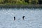 Two Loons swimming on Child`s Lake, Duck Mountain Provincial Park, Manitoba, Canada