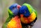 Two lorikeet birds