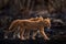 Two lost lion kitten cub in nature. African lion, fire burned destroyed savannah. Cats black ash and cinders, Savuti, Chobe NP in