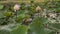 Two Lotus flower in a lotus pond after raining