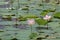 Two Lotus Flowers in Pond Water