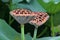 Two Lotus fruits at the summer in Hong Kong