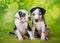 Two Louisiana Catahoula Leopard Dogs puppies on green background