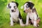 Two Louisiana Catahoula Leopard Dogs puppies on green background