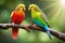 Two love birds perched on branch of tree. Colorful parrots.