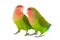 Two lovebird parrot