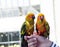 Two lovebird Parrots sitting on a female hand outdoors