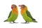 Two lovebird parrots sort out the relationship between themselves isolated on white