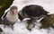 Two lovebirds (genus Agapornis) sitting on snow