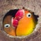 two lovebirds are in a nest made of coconut shells