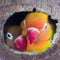 two lovebirds are in a nest made of coconut shells