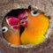 two lovebirds are in a nest made of coconut shells