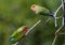 Two lovebirds sitting together on a branch