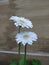Two lovely blossomed white daisy flower plant in india