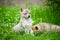 Two lovely charming puppies of Laika breed are sitting on green grass