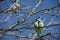 Two lovely couple of green monk parakeet perched on a branch