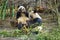 Two lovely giant panda bear eating bamboo.
