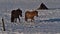 Two lovely Icelandic horses with black and brown coat trotting on snow-covered pasture in southern Iceland in winter.