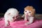 Two lovely kittens orange brown color and white color