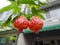 Two lovely lantern flowers, Bell flower, Red veined abutilon.