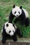 Two lovely Pandas