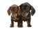 Two lovely puppy dachshunds staying side by side in white studio