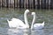Two lovely swans on a lake