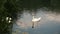 Two lovely swans swims in the big blue lake