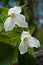Two lovely white Trillium flowers on the forest floor