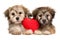 Two lover Havanese puppies lie together with a red heart