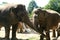 Two loving asian elephants