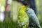 two loving birds, playing in the grass, one yellow green and one blue white, small parakeets, background with bokeh
