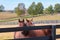 Two loving horses at horsefarm. Autumn country landscape