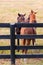 Two loving horses at horsefarm. Autumn country landscape