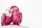 Two loving pink parrots hug and kiss each other, Generative AI, generative artificial a intelligence